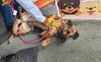 SSC y Metro realizan jornada de adopción de lomitos y michis en la Glorieta de Insurgentes; buscan hogar para animales rescatados