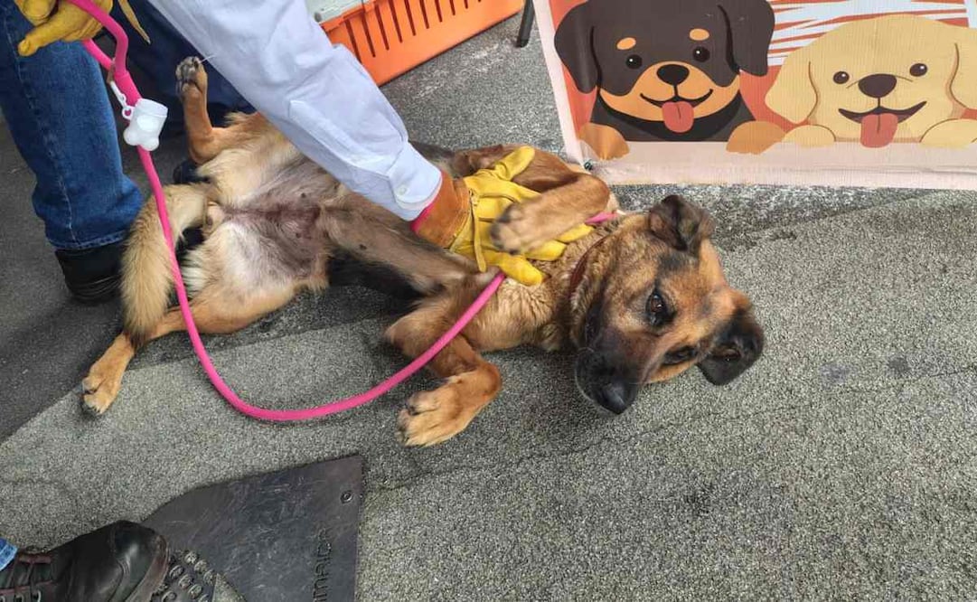 La jornada de adopción de perros y gatos fue organizada por la Secretaría de Seguridad Ciudadana y el Metro. Foto: Arantxa Meave / EL UNIVERSAL
