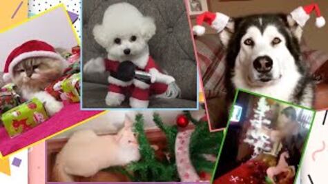 ¡Los videos más adorables y divertidos de la semana!