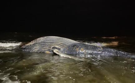 Hallan ballena de 8 metros muerta en playa de Mazatlán; se desconocen las causas de su muerte
