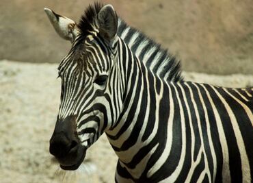 Muere la cebra "Puga" por cornada del antílope en Zoológico de Aragón