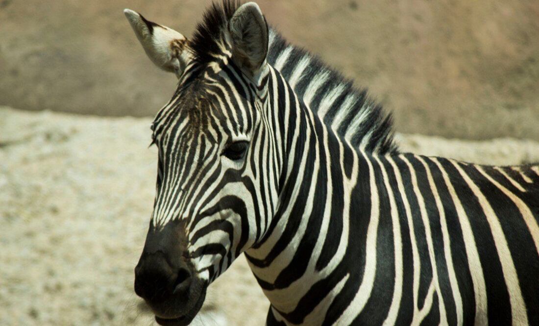 Puga compartía hábitar con el antílope. Foto: especial