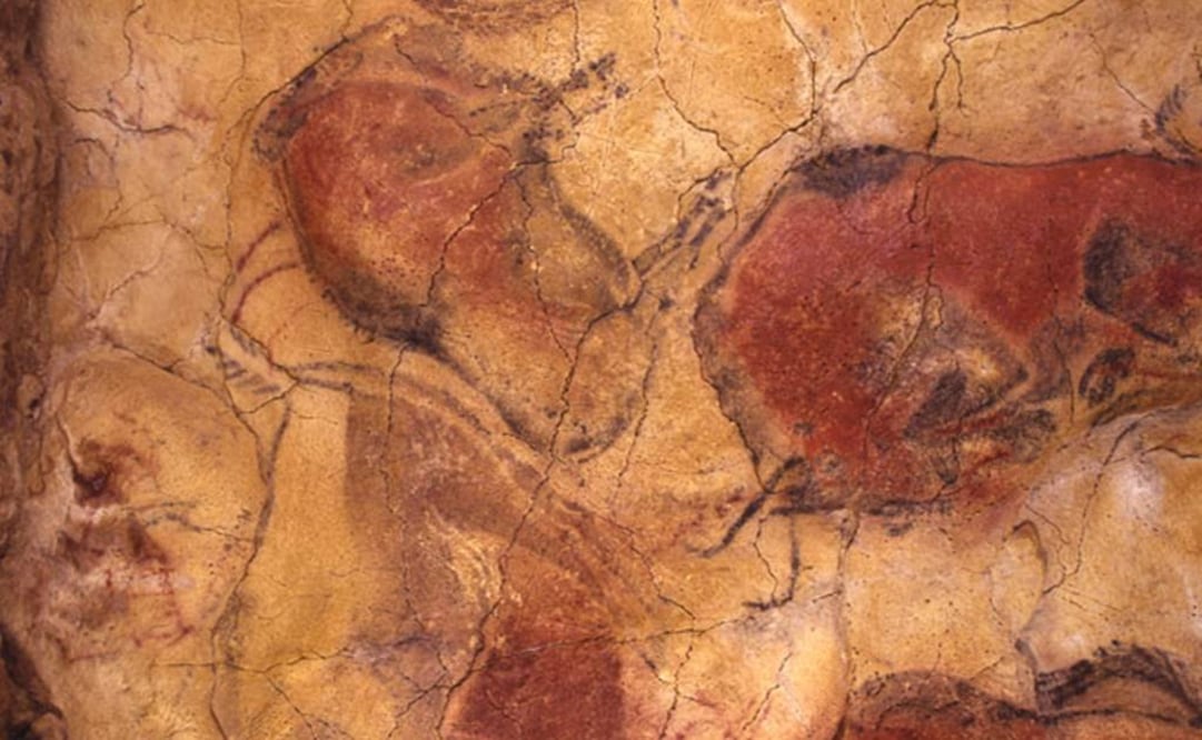 El selecto grupo tiene la oportunidad de admirar los bisontes del techo de la famosa sala de los polícromos, que le da el sobrenombre de "capilla sixtina del arte rupestre". FOTO: Museo de Altamira.