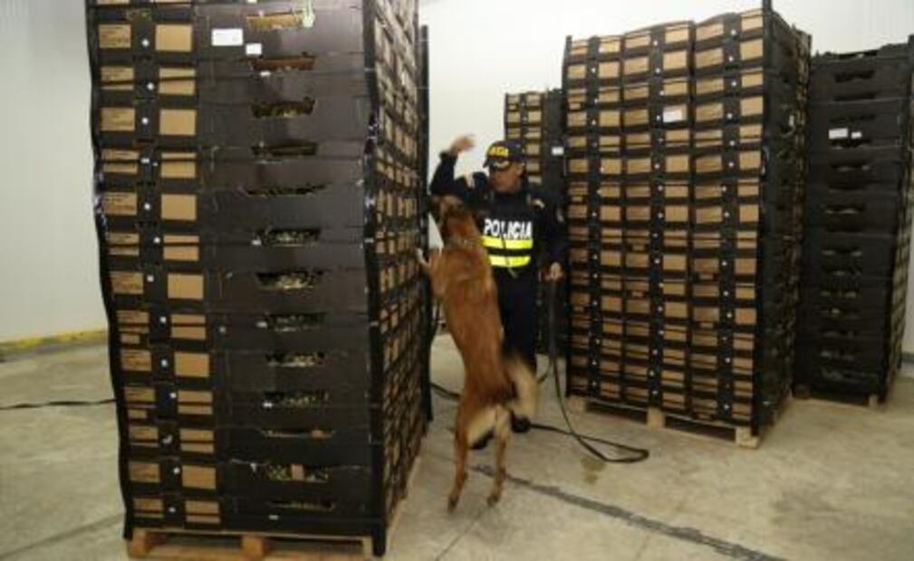 Cocaína en piñas; Costa Rica ataca importantes centros de narcotráfico