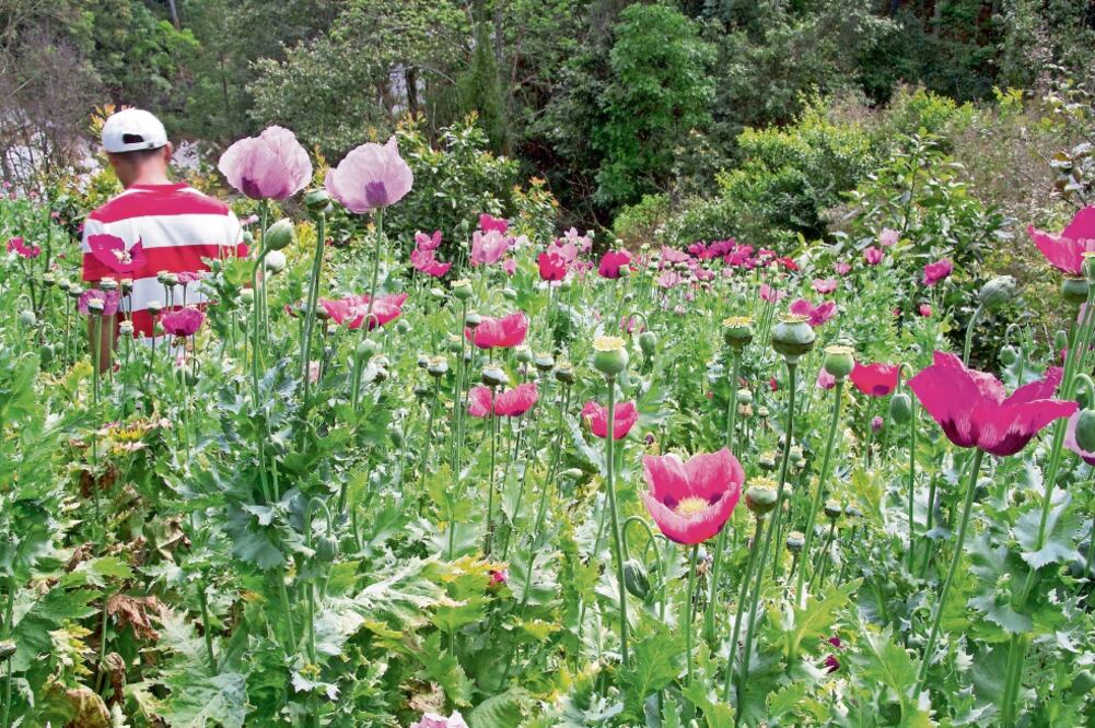 La producción de opiáceos en México seguirá, asegura el secretario de Estado adjunto para Narcóticos y Asuntos de Seguridad de EU, William Brownfield (ARCHIVO EL UNIVERSAL)