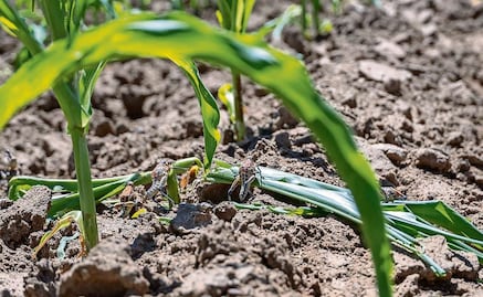 Autoridad sanitaria dejó de informar sobre plaga de chapulines en Zacatecas y Durango