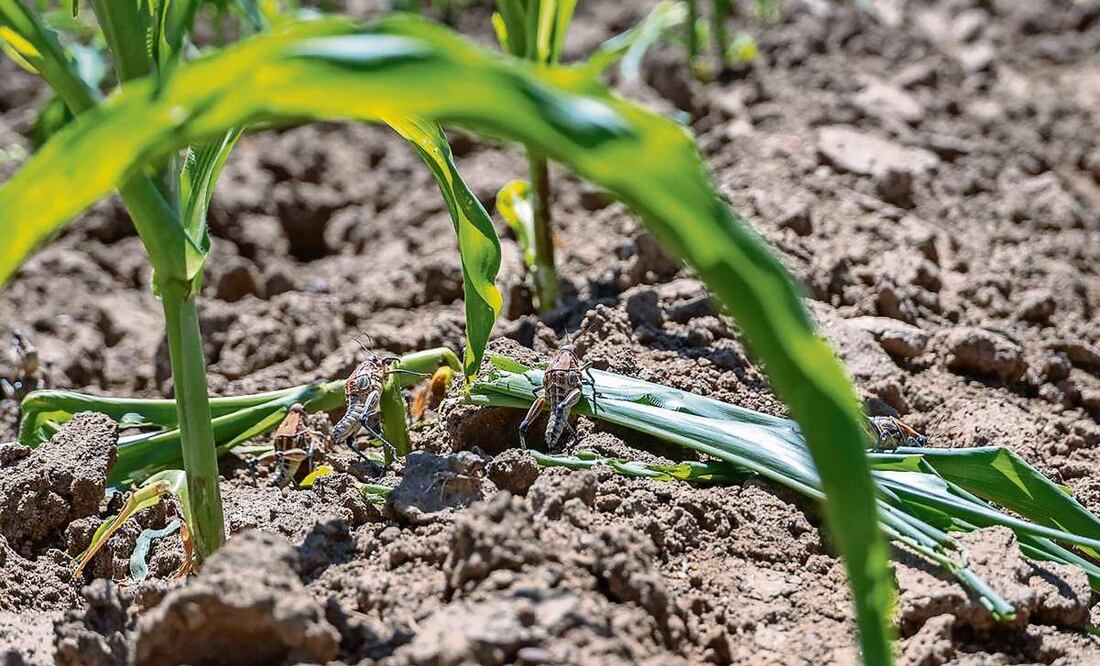 El gobierno de Zacatecas reportó que la contingencia del chapulín se ha registrado en nueve municipios de la entidad, donde se ha atendido a mil 818 productores que trabajan sus tierras conformadas por más de 12 mil 732 hectáreas. Foto: Diana Valdez / EL UNIVERSAL