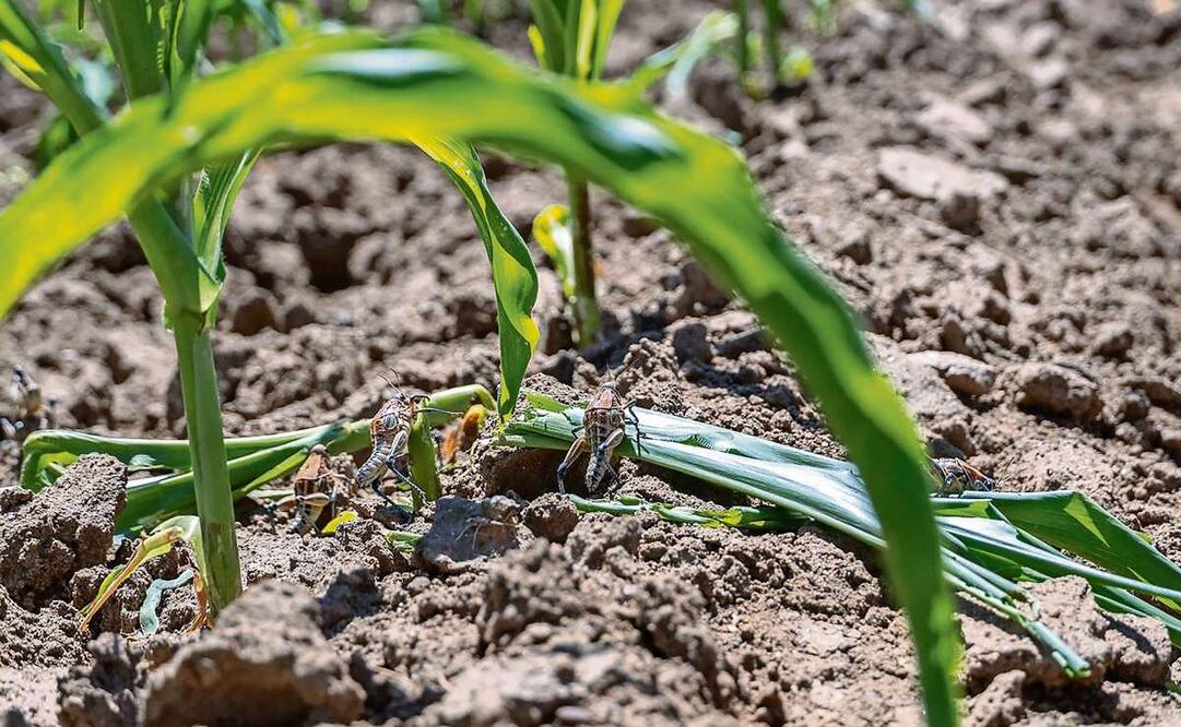 El gobierno de Zacatecas reportó que la contingencia del chapulín se ha registrado en nueve municipios de la entidad, donde se ha atendido a mil 818 productores que trabajan sus tierras conformadas por más de 12 mil 732 hectáreas. Foto: Diana Valdez / EL UNIVERSAL
