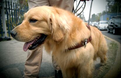 A partir de hoy, perros guía tendrán acceso libre a lugares públicos en la CDMX
