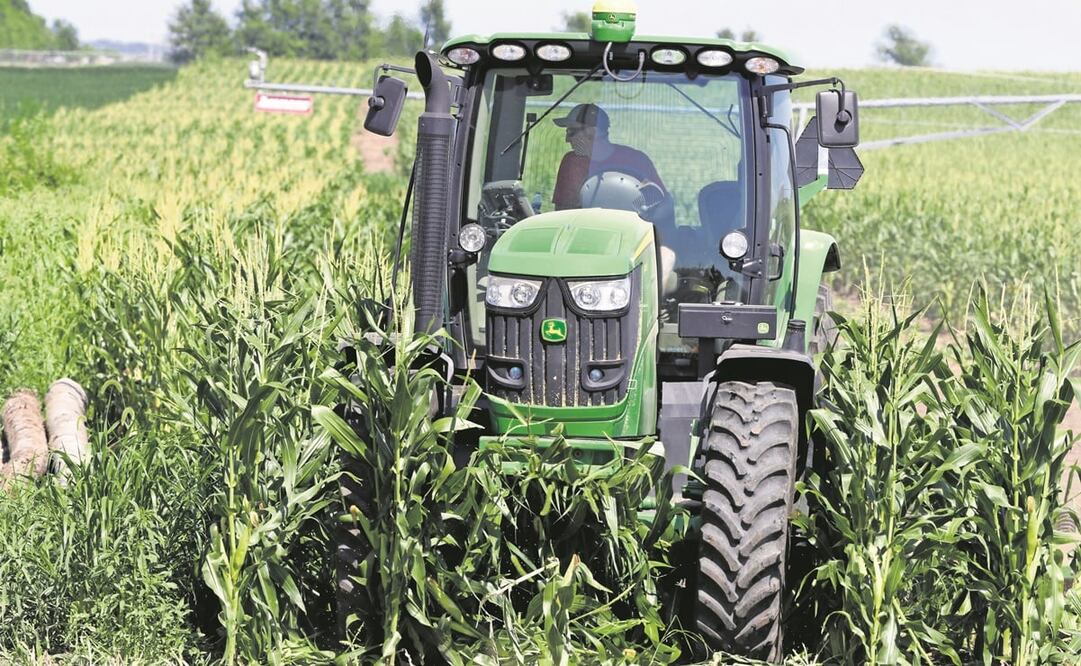 Se calcula que el índice de autosuficiencia de México en maíz es de 61% y en trigo de 44%, lo que contrasta con el de sorgo, de 98%, y frijol, 93%. Foto: ARCHIVO EL UNIVERSAL