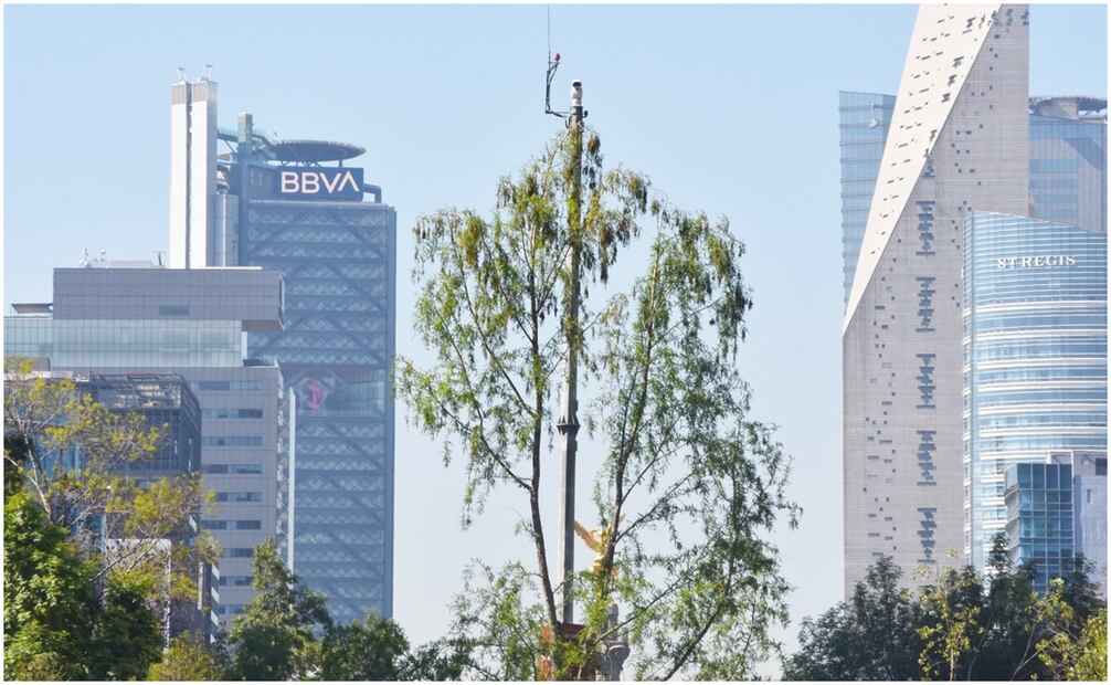 Ahuehuete de Reforma. Foto: Eduardo Castañeda