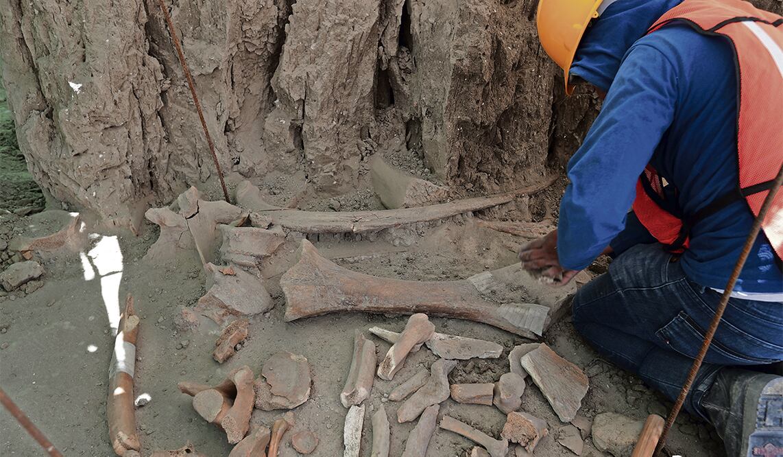Durante las obras del aeropuerto de Santa Lucía se hallaron numerosos restos de mamuts.