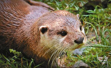 Nutrias de acuario en Atlanta dan positivo al Covid-19