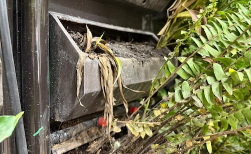 Green wall plants on Metro Line 2 begin to wilt; water stress, poor soil cited as possible causes