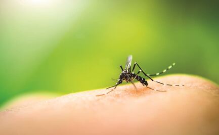 Brote del virus del Nilo Occidental deja cuatro muertos en España