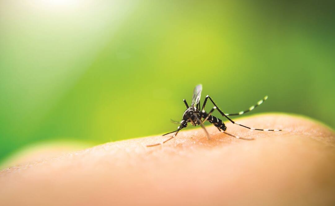 Descubierto en 1937 en Uganda, el virus es transmitido por aves y contagiado a los humanos por la picadura de mosquitos (Foto: Archivo / EL UNIVERSAL)