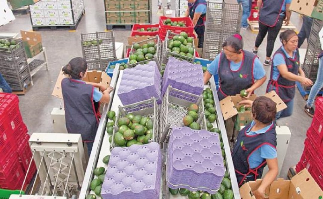 Michoacán produces more than half of the avocados eaten in the world. (Photo: Camilo Olarte) 