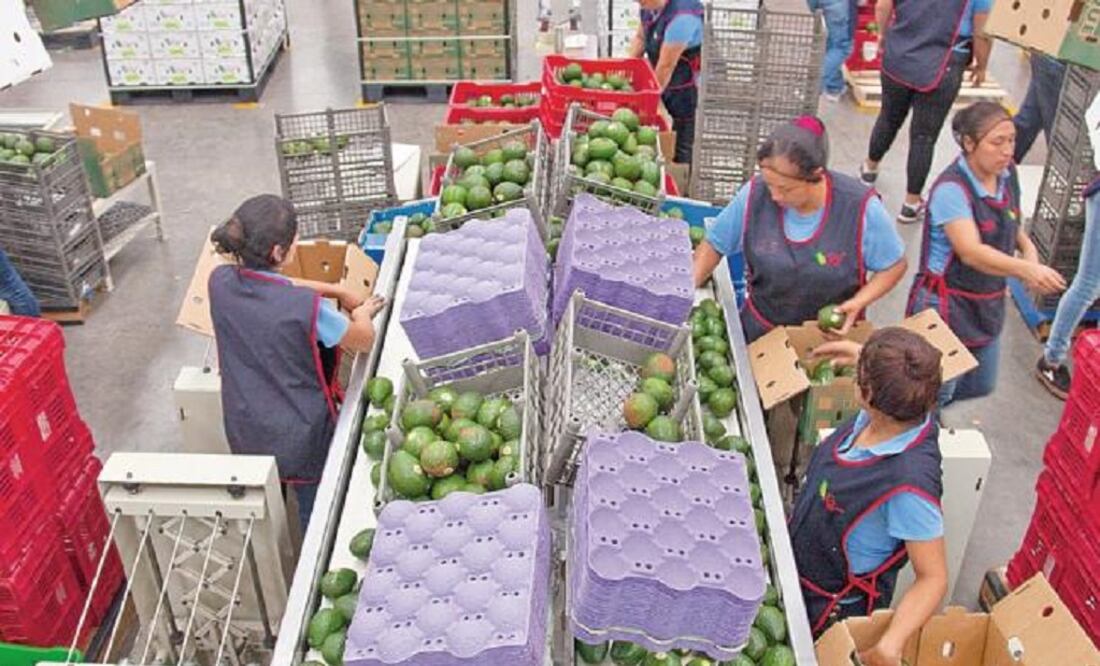 Michoacán produces more than half of the avocados eaten in the world. (Photo: Camilo Olarte)