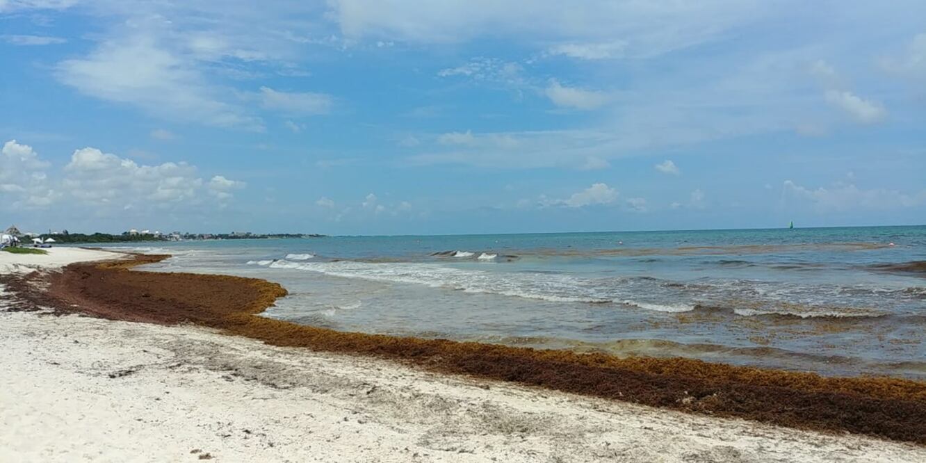 Conforme con los pronósticos de universidades e instituciones que monitorean el arribo de este tipo de algas pardas, este año se prevé un recale mayor que en 2015 (Foto: Adriana Varillas / EL UNIVERSAL)