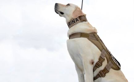 Semar lanza concurso para conocer a la perra rescatista Frida