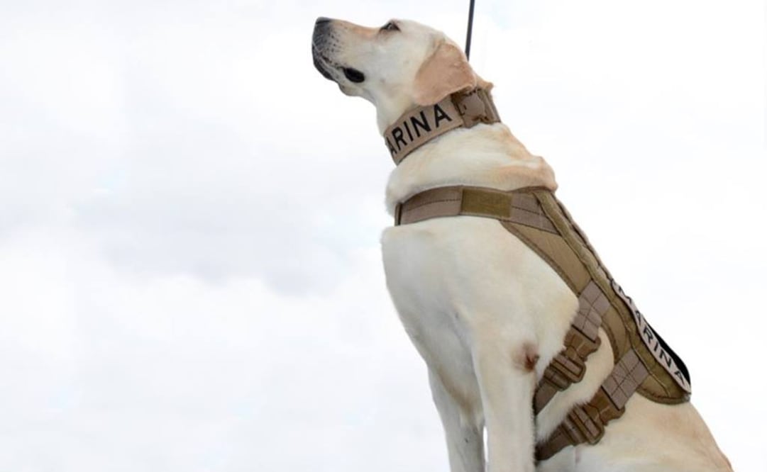 La perra Frida, quien forma parte de los binomios caninos de la Semar. Foto: Especial