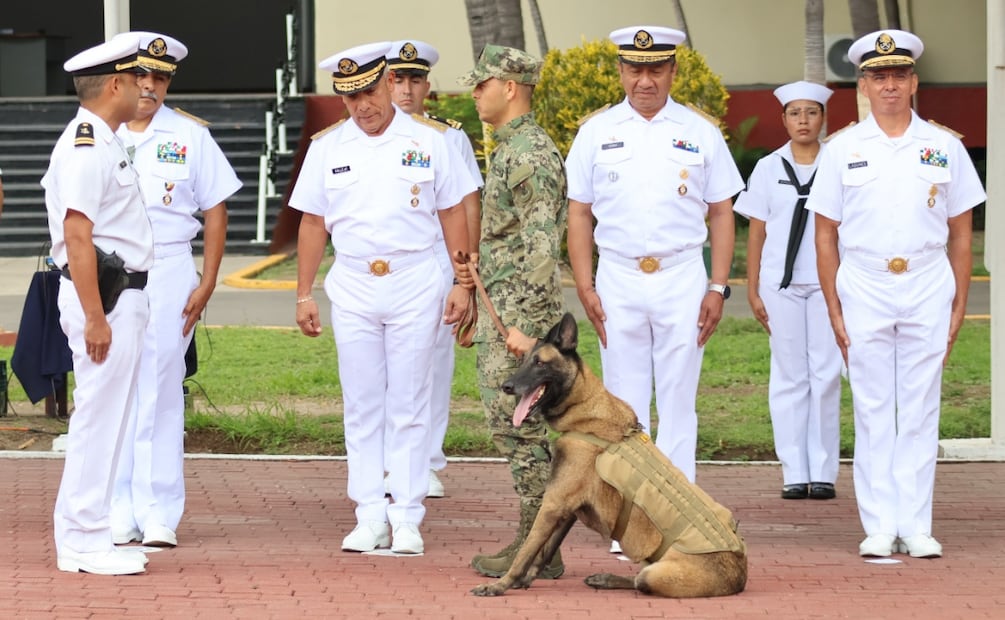 Hermes, elemento canino de la Semar, concluyó su servicio en la Institución, tras siete años y ocho meses. Foto: especial