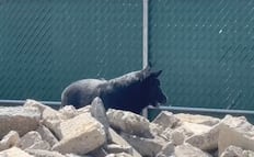 Togo, el pastor alemán que ayudó a encontrar a las víctimas del derrumbe en San Antonio Abad