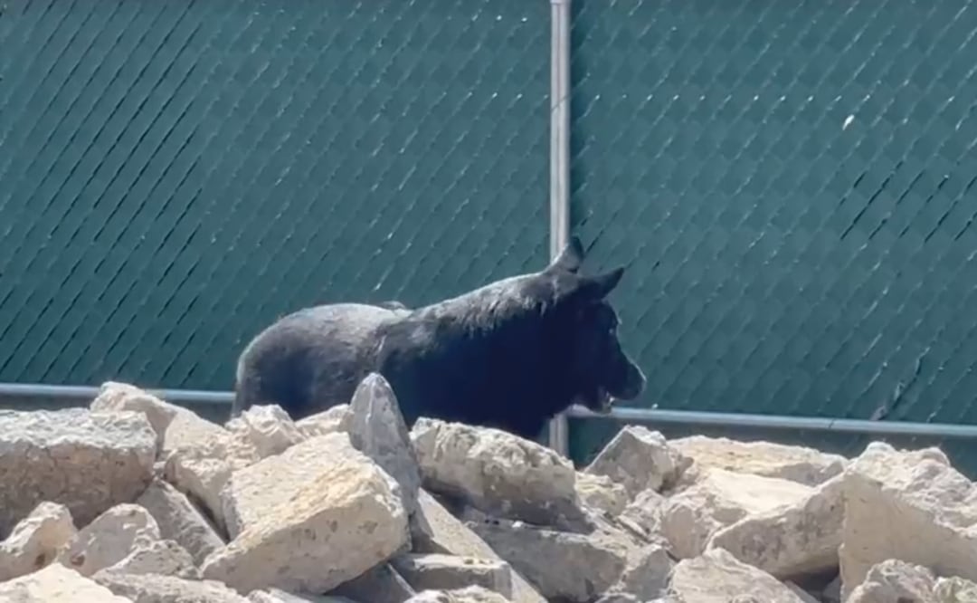 Togo, el pastor alemán que ayudó a encontrar a las víctimas del derrumbe en San Antonio Abad. Foto: Captura de pantalla