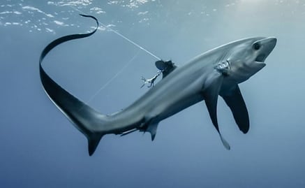 Declaran protegidas dos nuevas especies de tiburón