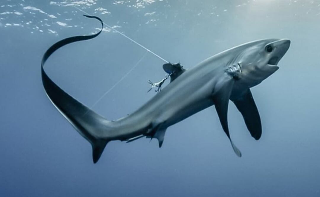 El tiburón sedoso y el zorro son víctimas habituales de la pesca del atún y el pez espada. (FOTOS: PEW)