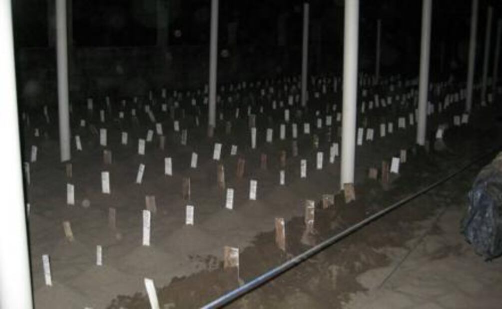 Reubican mil 790 huevos de tortuga golfina en Chiapas