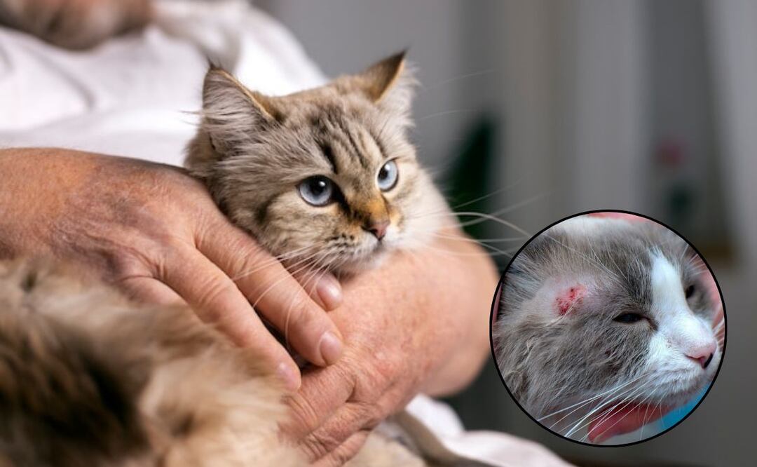 La dermatitis en gatos es una condición cutánea. Fuente: Freepik.