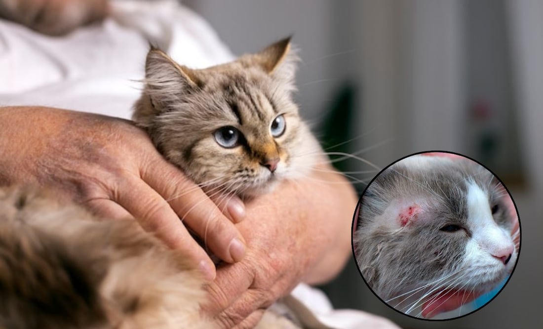 Estos son los principales síntomas de la dermatitis en gatos, según veterinaria