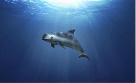  A new sanctuary for the vaquita porpoise