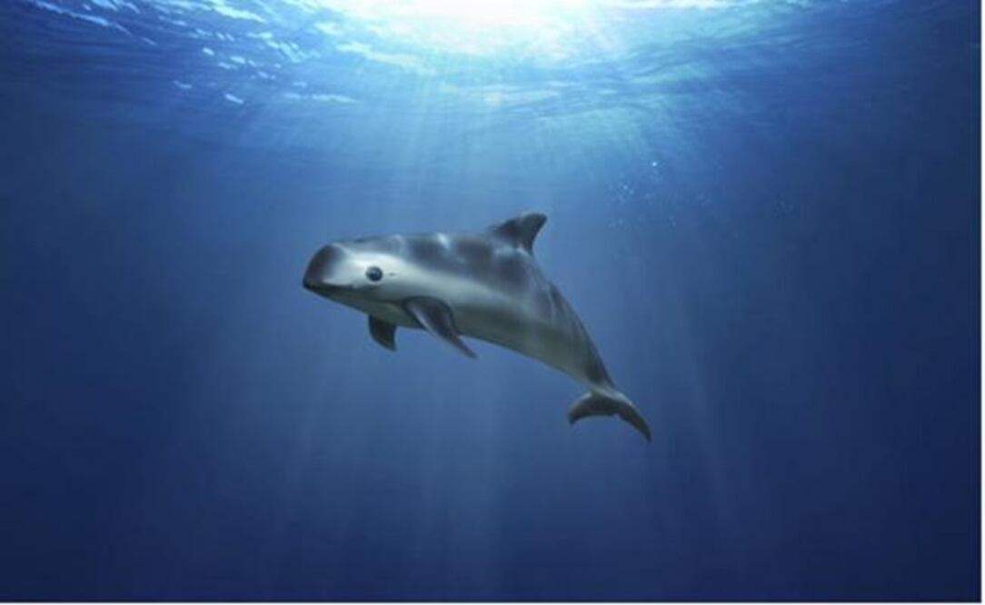 Vaquita porpoise – File photo/EL UNIVERSAL
