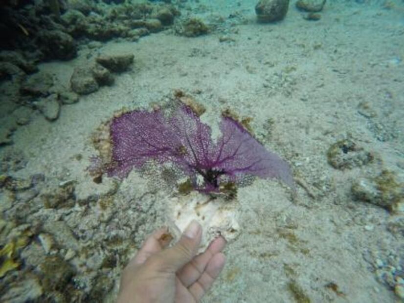 Encalla velero estadounidense en Área Natural Protegida de Quintana Roo