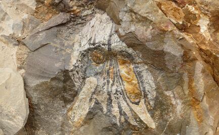 Descubren primeros fósiles de un depredador marino en el desierto de Atacama