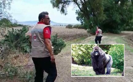 No hay evidencia sobre avistamiento de gorila en Villa Tezontepec: Seguridad de Hidalgo; "puede ser FakeNews", dice