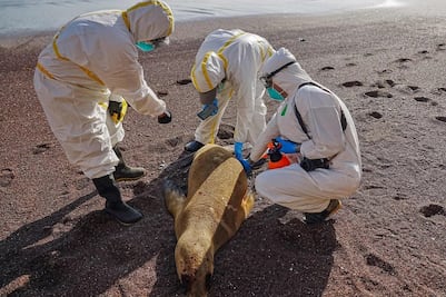 Reportan 3 mil 500 muertes de lobos marinos en Perú por presunta gripe aviar