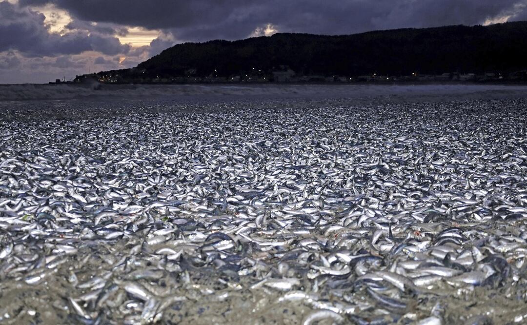 Sardinas y macarela saturan una playa en Hakodate, en Hokkaido, en el norte de Japón el jueves 7 de diciembre de 2023.. Foto: AP