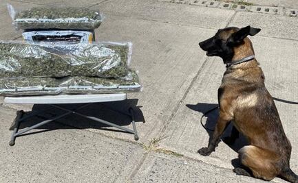 Guardia Nacional asegura 118 paquetes con aparente marihuana en nueve estados