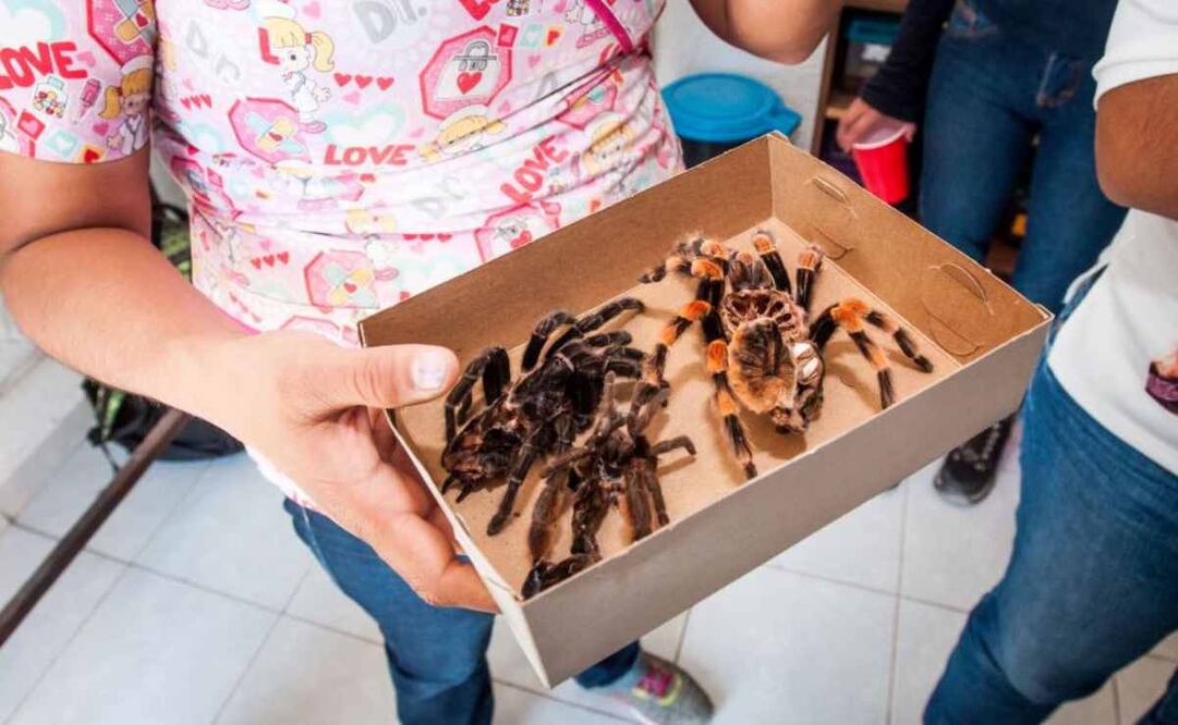 Profepa pide no regalar animales silvestres en fechas decembrinas. Foto: Especial