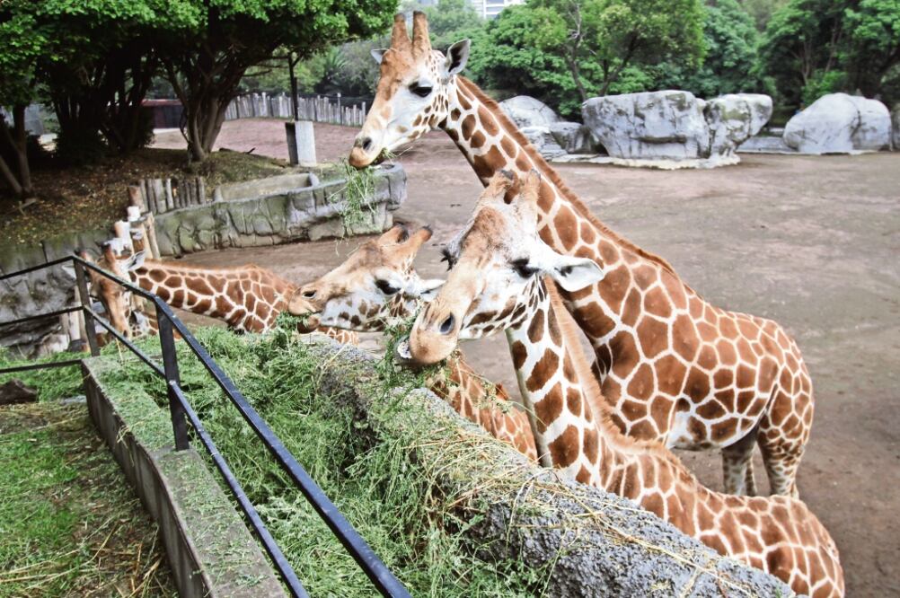 Parte del trabajo de investigación que científicos realizan con los animales en el Zoológico de Chapultepec incluye dinámicas y ejercicios (FOTOS: CARLOS MEJÍA EL UNIVERSAL)