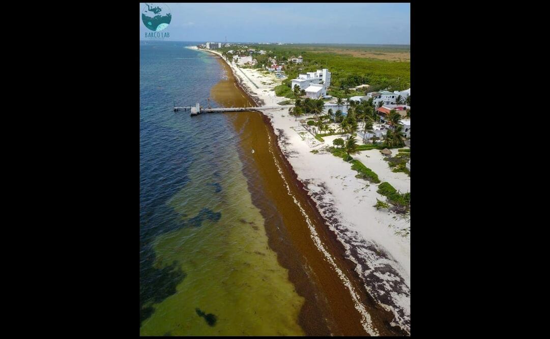 Foto: Cortesía del Laboratorio de Biodiversidad y Conservación de Arrecifes (Barco-LAB)
