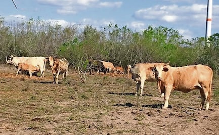 Ganado en nivel apto para exportar