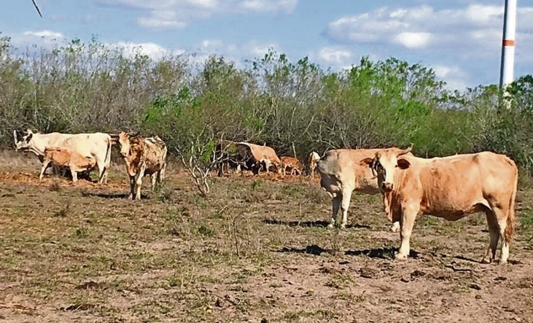 El ganado de la frontera tamaulipeca ha logrado vencer la sequía, la canícula, plagas de mosca y avispa, así como la pandemia de brucelosis. Foto: Especial