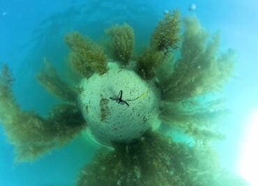 IA: Un “Einstein” digital se suma a la defensa del Mar de Cortés