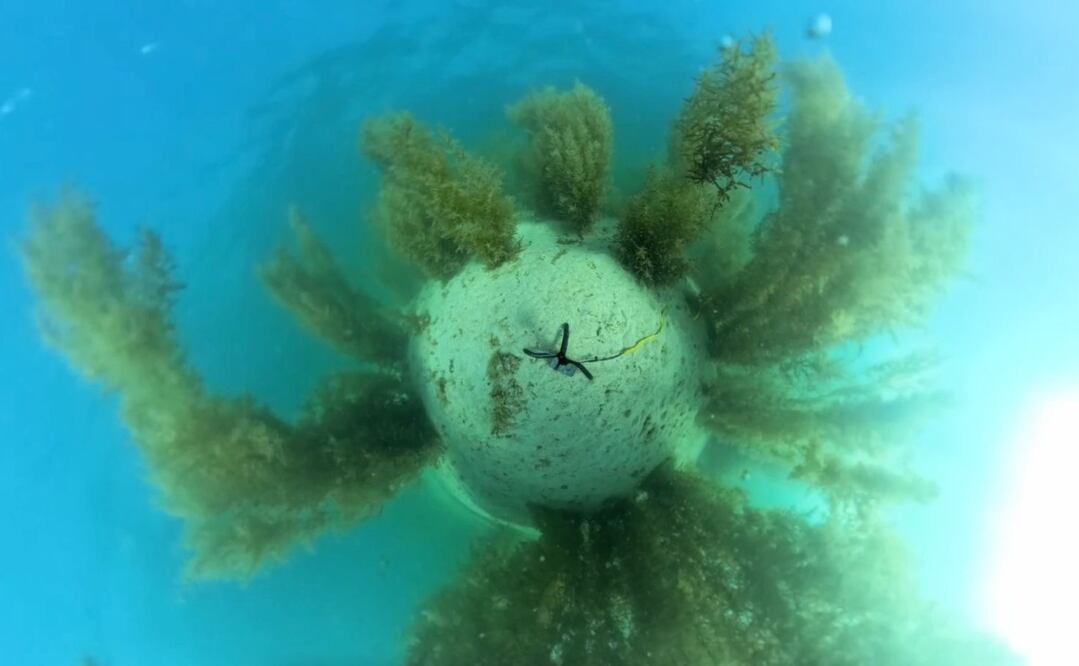 Bosque de sargazo captado con cámara 360°.  |  Crédito: Fabio Favoreto