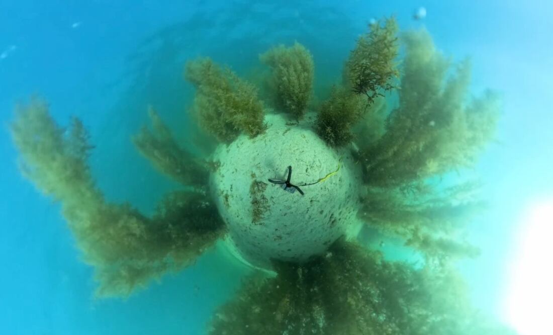 Bosque de sargazo captado con cámara 360°. | Crédito: Fabio Favoreto