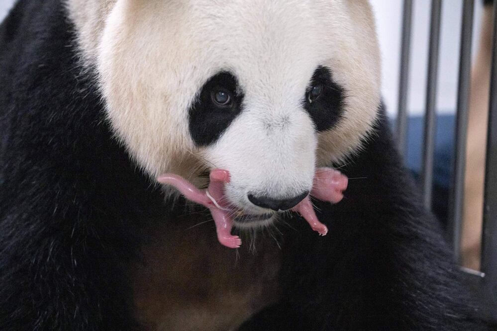 La primera panda en nacer pesó 180 gramos y la segunda 140 gramos, según el zoológico. Foto: AFP